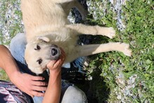 BONJO, Hund, Mischlingshund in Rumänien - Bild 3