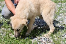 BONJO, Hund, Mischlingshund in Rumänien - Bild 4