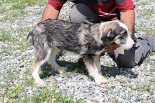 BRANA, Hund, Mischlingshund in Lohra-Reimershausen - Bild 2