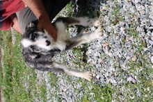 BRANA, Hund, Mischlingshund in Lohra-Reimershausen - Bild 3