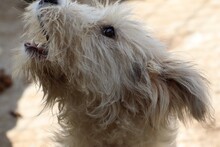 AMABEL, Hund, Bearded Collie-Mix in Rumänien - Bild 1