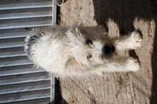 AMABEL, Hund, Bearded Collie-Mix in Rumänien - Bild 2