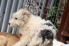 AMABEL, Hund, Bearded Collie-Mix in Rumänien - Bild 3