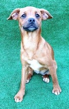 SARABI, Hund, Mischlingshund in Bosnien und Herzegowina - Bild 3