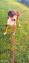 AIKO, Hund, Mischlingshund in Bosnien und Herzegowina - Bild 2