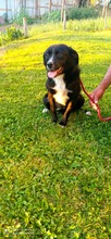 TOSSI, Hund, Mischlingshund in Bosnien und Herzegowina - Bild 5