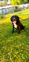 TOSSI, Hund, Mischlingshund in Bosnien und Herzegowina - Bild 6