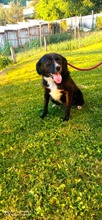 TOSSI, Hund, Mischlingshund in Bosnien und Herzegowina - Bild 7
