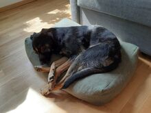 ZOEY, Hund, Mischlingshund in Berlin - Bild 10