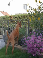 FOXY, Hund, Podenco Andaluz in Wülfrath - Bild 33