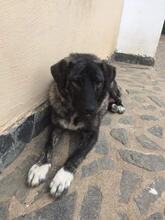SUNSHINE, Hund, Mischlingshund in Bulgarien - Bild 1