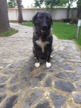 SUNSHINE, Hund, Mischlingshund in Bulgarien - Bild 2