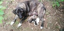 SUNSHINE, Hund, Mischlingshund in Bulgarien - Bild 3