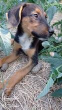 DANAYA, Hund, Mischlingshund in Bulgarien - Bild 1