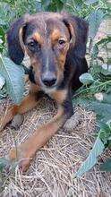 DANAYA, Hund, Mischlingshund in Bulgarien - Bild 3