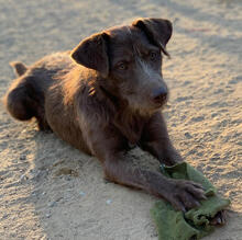 LUNA, Hund, Mischlingshund in Portugal - Bild 4