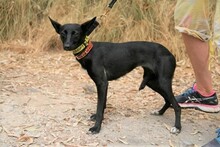 SILVIA, Hund, Podenco Maneto in Spanien - Bild 2
