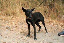 SILVIA, Hund, Podenco Maneto in Spanien - Bild 4
