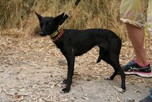 SILVIA, Hund, Podenco Maneto in Spanien - Bild 5