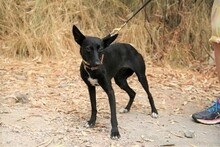 SILVIA, Hund, Podenco Maneto in Spanien - Bild 7