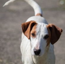 VITA, Hund, Mischlingshund in Kroatien - Bild 1