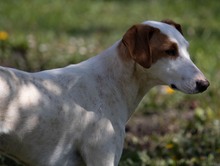 VITA, Hund, Mischlingshund in Kroatien - Bild 3