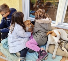VITA, Hund, Mischlingshund in Kroatien - Bild 5
