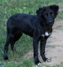 CHARLY, Hund, Mischlingshund in Kroatien - Bild 1