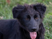 CHARLY, Hund, Mischlingshund in Kroatien - Bild 3