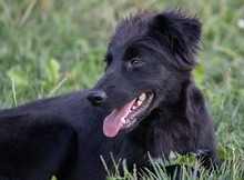 CHARLY, Hund, Mischlingshund in Kroatien - Bild 4
