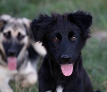 CHARLY, Hund, Mischlingshund in Kroatien - Bild 5