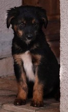 LEVY, Hund, Mischlingshund in Kroatien - Bild 1
