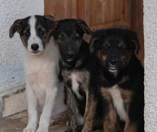 LEVY, Hund, Mischlingshund in Kroatien - Bild 2