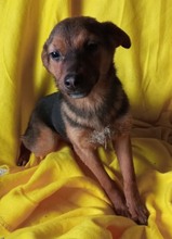 LOTTA, Hund, Mischlingshund in Bosnien und Herzegowina - Bild 4