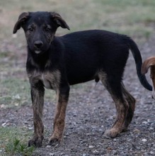 ZITA, Hund, Mischlingshund in Kroatien - Bild 1
