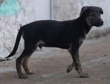 ZITA, Hund, Mischlingshund in Kroatien - Bild 2