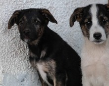 ZITA, Hund, Mischlingshund in Kroatien - Bild 3