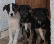 ZITA, Hund, Mischlingshund in Kroatien - Bild 4