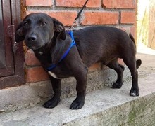 EIKO, Hund, Dackel in Bosnien und Herzegowina - Bild 4