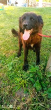 RICKY, Hund, Mischlingshund in Bosnien und Herzegowina - Bild 1