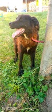 RICKY, Hund, Mischlingshund in Bosnien und Herzegowina - Bild 3