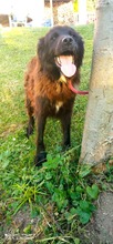 RICKY, Hund, Mischlingshund in Bosnien und Herzegowina - Bild 4