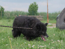 ESHKO, Hund, Mischlingshund in Bulgarien - Bild 3