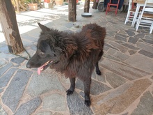 TITO, Hund, Mischlingshund in Hemsbach - Bild 10