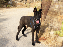 TITO, Hund, Mischlingshund in Hemsbach - Bild 4