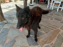 TITO, Hund, Mischlingshund in Hemsbach - Bild 9