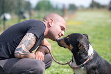 JENNY, Hund, Collie Kurzhaar-Mix in Italien - Bild 2