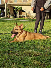 IRON, Hund, Malinois-Mix in Italien - Bild 3