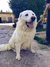LYON, Hund, Maremmano in Italien - Bild 2