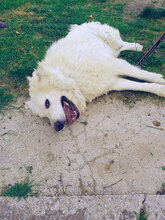 LYON, Hund, Maremmano in Italien - Bild 4
